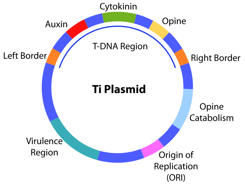 Graphics of a Ti Plasmid
