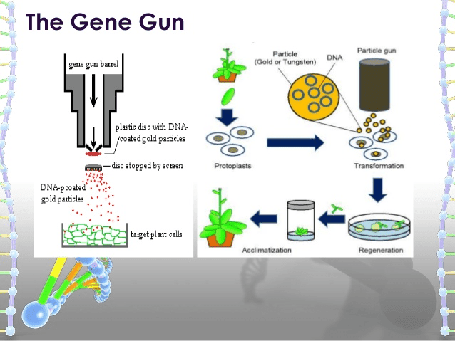 The Gene Gun