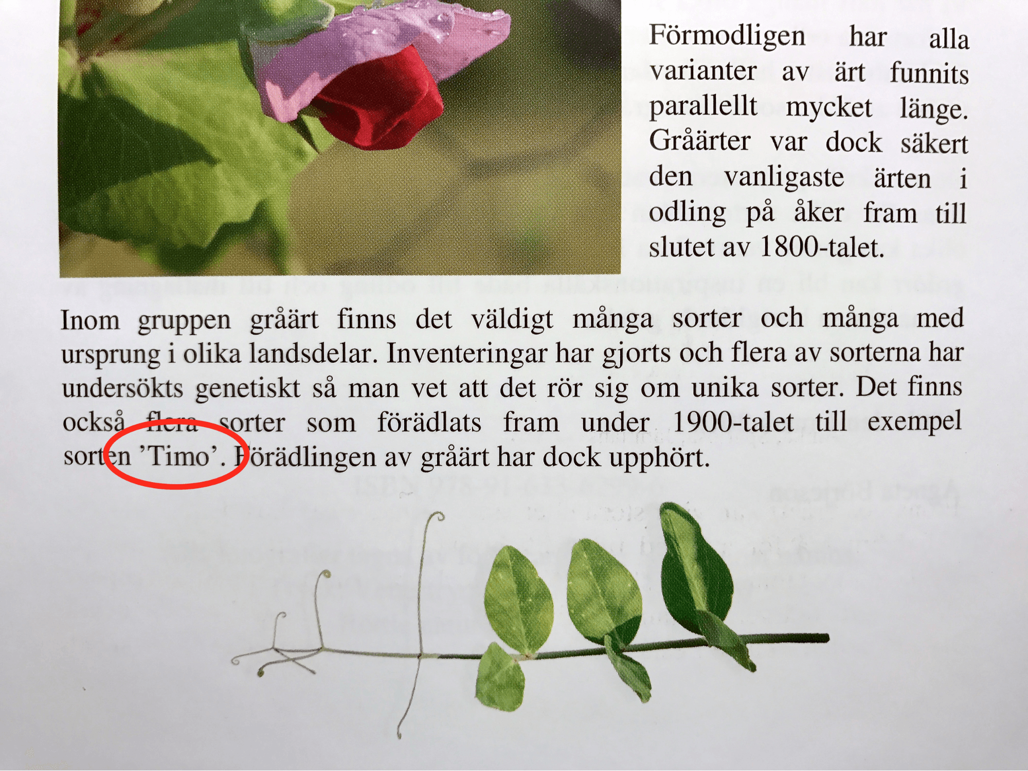 Utdrag ur skriften "Börjeson, Agneta (2010). Odla och smaka gråärt: odling, sorter och recept. Gränna: Röttle natur och kultur"