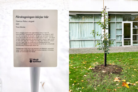 Förskogningen börjar här (Quercus Robur)